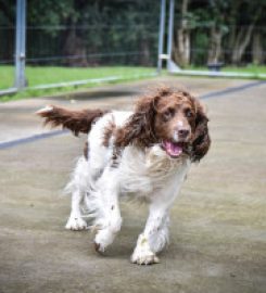 Station House Kennels