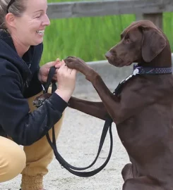 Adolescent Dogs