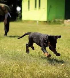 Waggies Dog Training