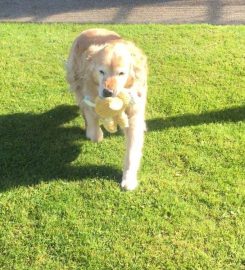 Birchwood Kennels and Cattery