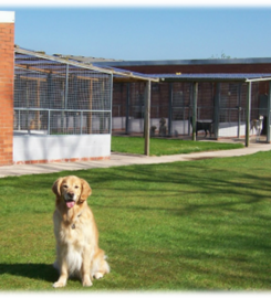 Birchwood Kennels and Cattery