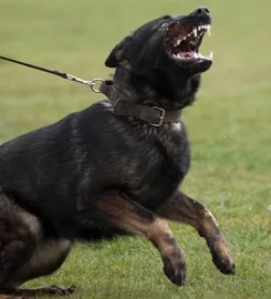 Liberty K9 Training