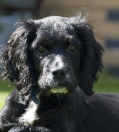 Verstone Gundogs