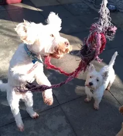 Windlegrey Top Dog Boarding Kennels