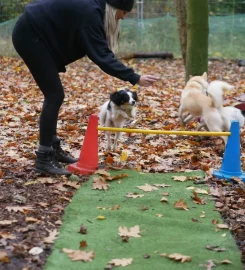 Dogs and Divas Doggy Daycare