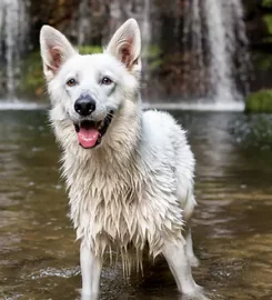 The Positive Canine