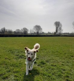 Fluffy Fleabags Dog Walking & Pet Sitting Service