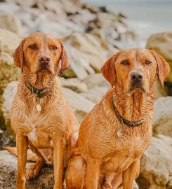 Holly and The Dogs