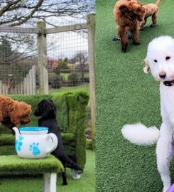 Treetops Kennels and Cattery