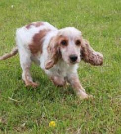 Chalet Kennels and Cattery