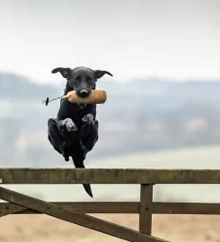 Swift Dog Training