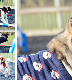 Dingley Dell Dog Training and Agility Club