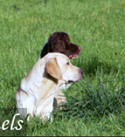 Fallowfen Training Kennels