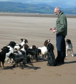 Verstone Gundogs