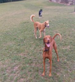 Doggydude – Dog Behavioural Expert & Professional Dog Walker