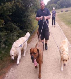 Doggydude – Dog Behavioural Expert & Professional Dog Walker