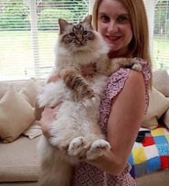 The Cat Butler Wirral – Cat Sitting Service, Cattery Alternative