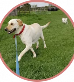 Ardsley Boarding Kennels