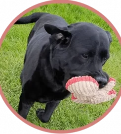 Ardsley Boarding Kennels