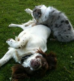 Plumtree Boarding Kennels & Cattery