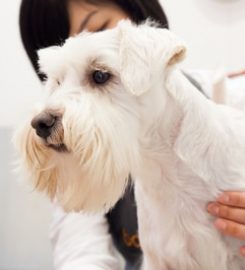 BOW WOW London Dog Grooming