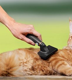 The Cat Butler Wirral – Cat Sitting Service, Cattery Alternative