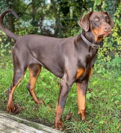 Barton Boarding Kennels