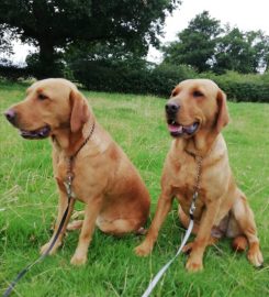 Barton Boarding Kennels