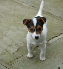 Barton Boarding Kennels