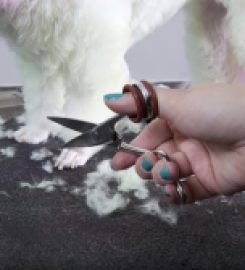 Sue Oliver Dog Grooming Studio