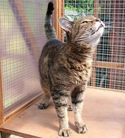 Ransley Kennels and Cattery