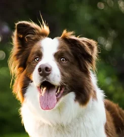 Oakfield Farm Boarding Kennels