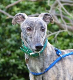 Daybreaks Trust Greyhound Rescue and Rehoming Charity