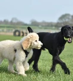 Cultured Canine Dog Training