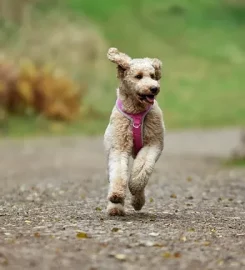 Cultured Canine Dog Training