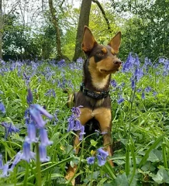 Bluebell Dog Walking