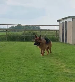 Fur Cottage Kennels & Cattery