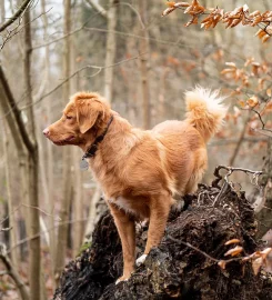 TPL Dog Training and Home Boarding