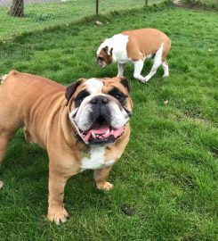 Wey Farm Kennels