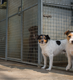 Tarbay Centre Kennels