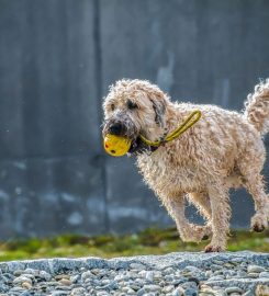 Flaxlands Kennels and Cattery