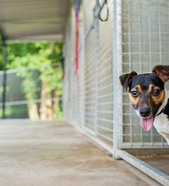 Tarbay Centre Kennels