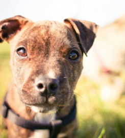 Woofington Grammar School for Dogs