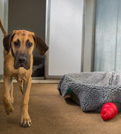 Tarbay Centre Kennels