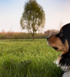 Woofington Grammar School for Dogs