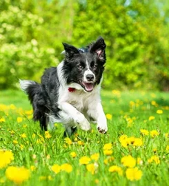 Oak Ride Farm Kennels