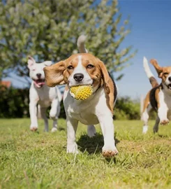 Oak Ride Farm Kennels