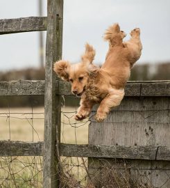 Breezybrook Breeder Services