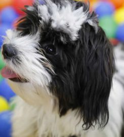 Dogz Club – Doggy Day Care and Dog Grooming Stockport