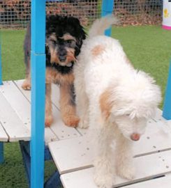 Treetops Kennels and Cattery